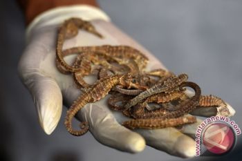 Penyelundupan kuda laut kering di Adisutjipto digagalkan