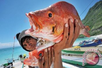 Pemuda Pulau Bungin Sumbawa budidayakan ikan bawal 