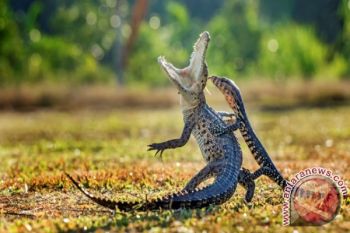 Peserta Kalbar Juara Lomba Foto Satwa Internasional