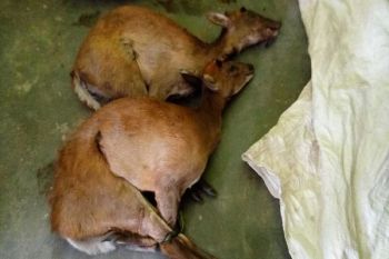 Pemburu dan Pembakar Hutan Way Kambas Ditangkap