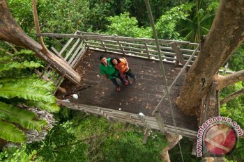 Sepanjang 2018, BKSDA Maluku selamatkan 1.402 satwa