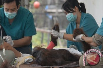 Akhirnya, Bayi Orangutan Tertembak Di Kalteng Selamat 