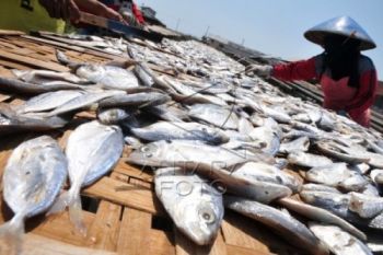 Jamin Kesehatan Konsumen, Sarana Pengawetan Ikan Rutin Dipantau