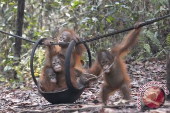 BKSDA: Hati-hati Jika Orangutan Turun Ke Permukiman Penduduk 