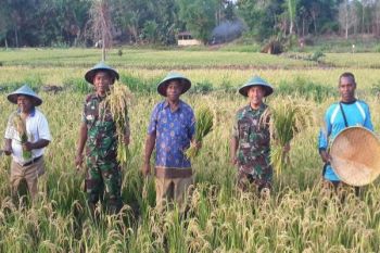 Kelompok tani binaan Kodim BVD panen raya padi