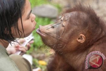 Kebakaran Lahan Di Kotim Rusak Habitat Satwa Liar 