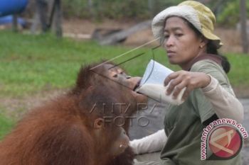 BKSDA Sebut Pelepasliaran Orangutan Tanggungjawab Semua 