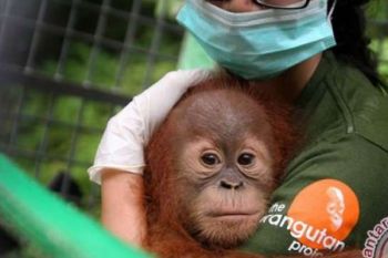 ISPA Infeksi Enam Bayi Orangutan