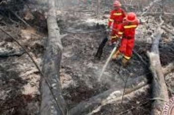  Bareskrim Tangani 263 Kasus Karhutla  