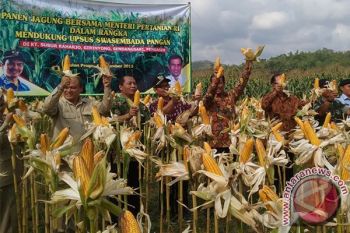 Mentan: Indonesia surplus beras empat juta ton