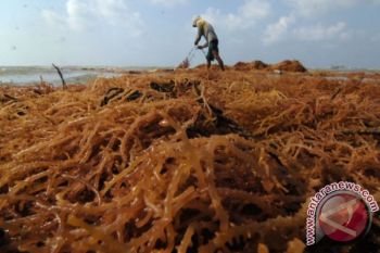 Beralih Ke Rumput Laut Sayur
