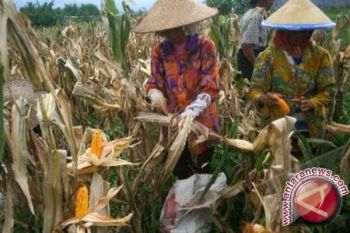 Produksi Jagung Dan Kedelai Lampung Turun 