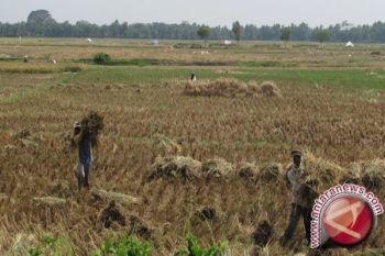 Produksi Padi Lampung Naik 