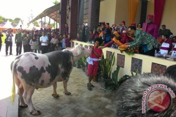 Gubernur Sulsel beri makan kerbau  Rp1,5 miliar