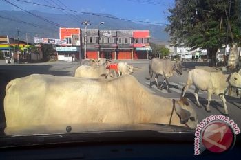 Kambuh Lagi, Sapi Melintas Di Jalan Raya Kota Palu