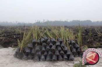 GAPKI: Ekspor Sawit Indonesia Meningkat Karena El Nino