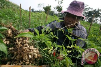 Efektivitas Tanaman Tumpang Sari