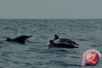 Lumba-lumba kembali muncul di Pulau Pangkep 