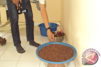 Sulteng Miliki 40 Industri Kecil Menengah Kakao 
