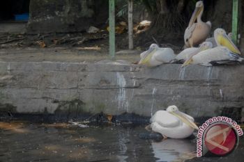 GL Zoo luncurkan "Kartu Sobat Satwa"