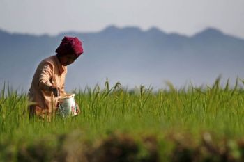 Penyerapan Pupuk Urea di Temanggung Baru 24 Ribu Ton