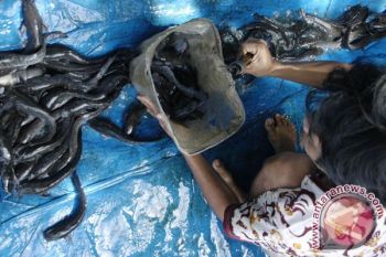 Peternak Lele Demak Kehabisan Modal