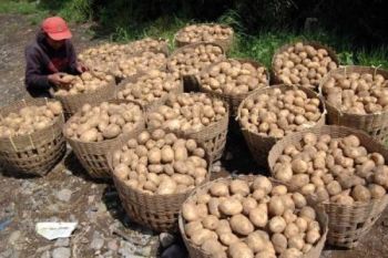 Stok Terbatas, Harga Kentang di Wonosobo Naik
