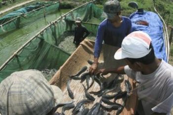 Ikan Lele Dominasi Budi Daya Ikan di Kudus