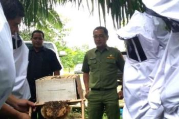 Budidaya Lebah Madu Potensial di Rokan Hilir