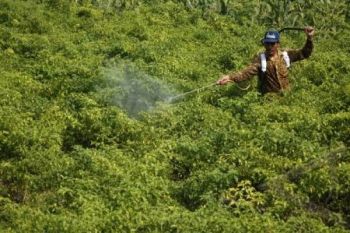 Produksi Turun Akibat Tanaman Cabai Terserang Virus Kuning