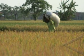 Petani Keluhkan Penghentian Penyerapan Gabah oleh Bulog