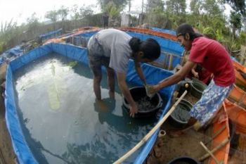 12 UPR di Temanggung Peroleh Bantuan Benih Ikan