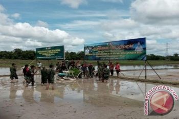Kotawaringin Timur Tanam Padi Serentak Bersama TNI