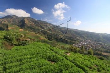 Berteduh di Kandang Ayam, Warga Banjarnegara Tewas Tertimbun Longsor 