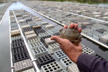 Komoditas Lokal Indonesia Disukai Pasar Asing