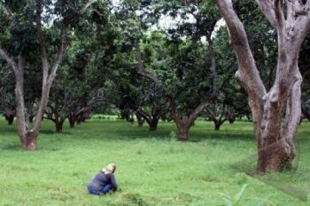 Pohon Mangga Raksasa, Ikon Desa Wisata Sukoharjo