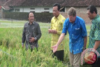 Sleman terus kembangkan sistem pertanian minapadi 