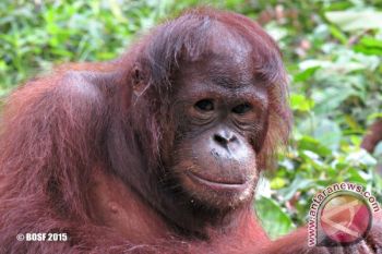 CCAI Luncurkan Kampanye #SAVEDODO