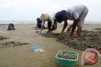 Pencari Kerang Laut