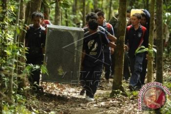 Lamandau Tawarkan Kawasan Hutan Untuk Pelepasliaran Orangutan