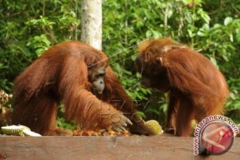 Orangutan Dilepasliarkan di TNTP Pangkalan Bun