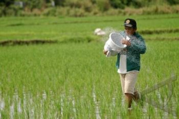 Genjot Produksi, Petani Diimbau Terapkan Pemupukan Berimbang