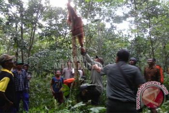 Orangutan Berkeliaran Di Sekitar Terminal Bagendang Sampit