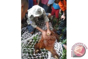 BKSDA Kotim Evakuasi Tiga Orangutan