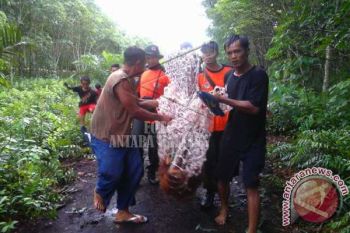 Ancaman Gangguan Orangutan Di Sampit Meningkat 