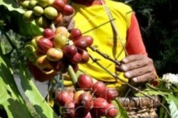2016, Produksi Kopi Diprediksi Turun 25 Persen