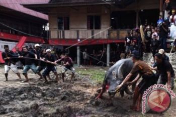 PROSESI RAMBU SOLO DI TORAJA