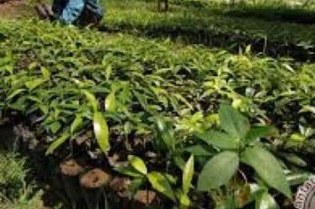 Pekanbaru Targetkan Tanam 12.000 Bibit Pohon