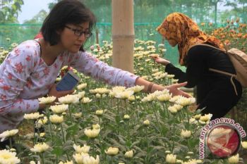 Petani Bunga Krisan Kewalahan Penuhi Pasar Lokal