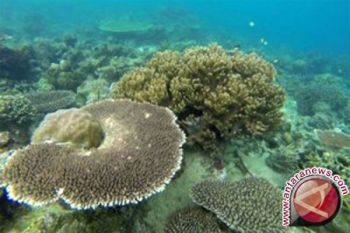 Kemenpar akan bangun pusat selam di Rajaampat
